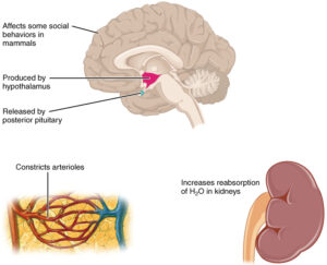 Antidiuretic hormone