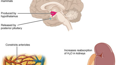 Antidiuretic hormone