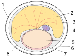 Amniotic egg