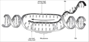 Apical dominance