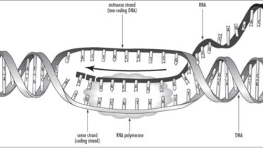 Apical dominance