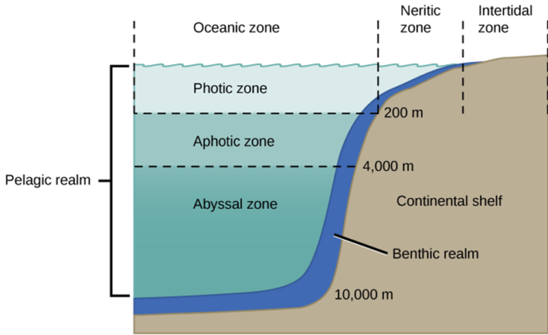 Abyssal Zone - The Encyclopedia of Biology - Biology Learn