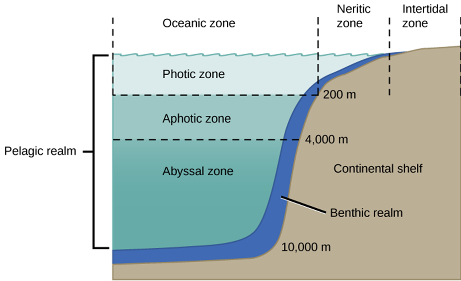 Abyssal Zone