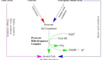 Acetyl CoA