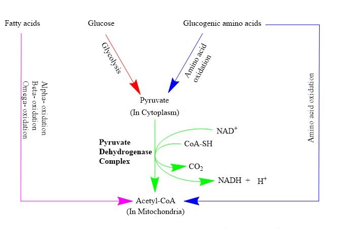 Acetyl CoA