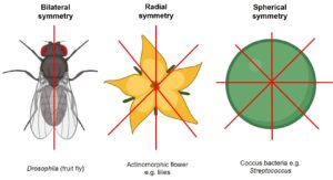 actinomorphic