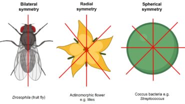 actinomorphic