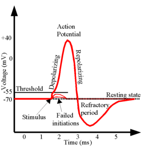 action-potentia