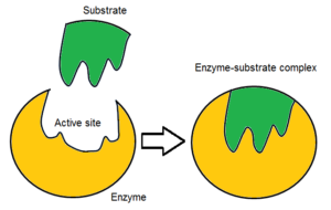 Active site of an enzyme