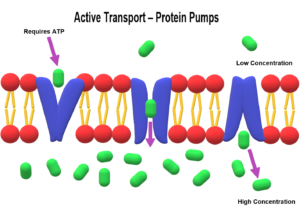 Active transport