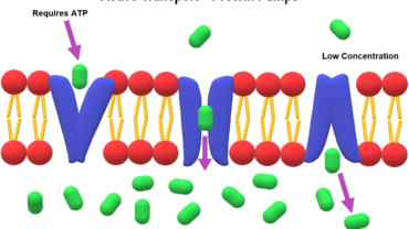 Active transport