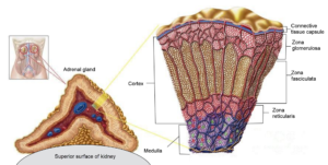 Adrenal glands