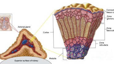 Adrenal glands