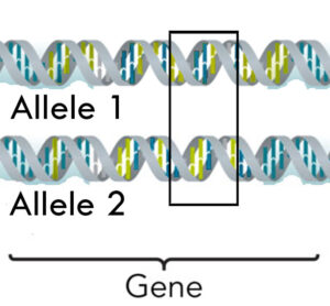 Allele