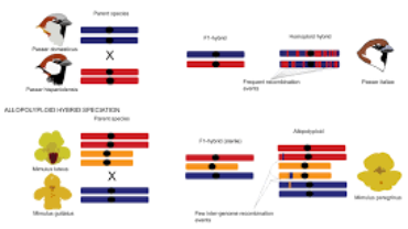 Allopolyploid