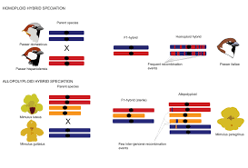 Allopolyploid