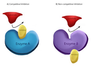 Allosteric enzyme