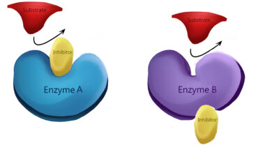 Allosteric enzyme