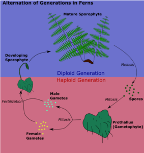 Alternation of generations