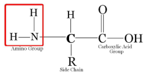 Amino group