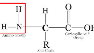 Amino group