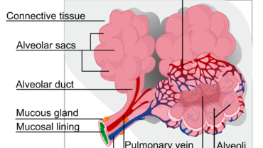 Alveolus (plural, alveoli)