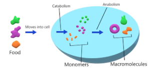 Anabolism 