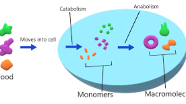 Anabolism