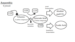 Anaerobic