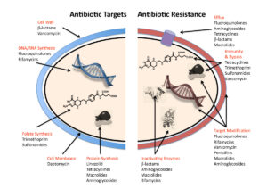 Antibiotic