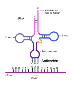 Anticodon