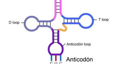 Anticodon