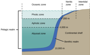 Aphotic zone