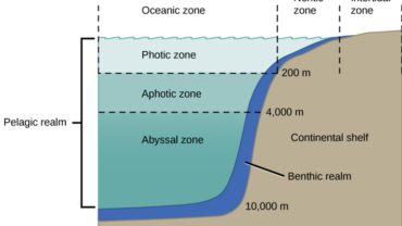 Aphotic zone