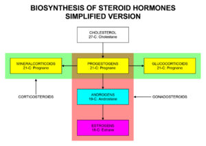 Androgens Steroid