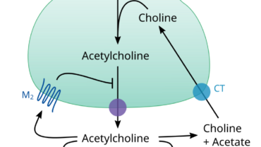 acetylcholine