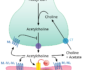 acetylcholine