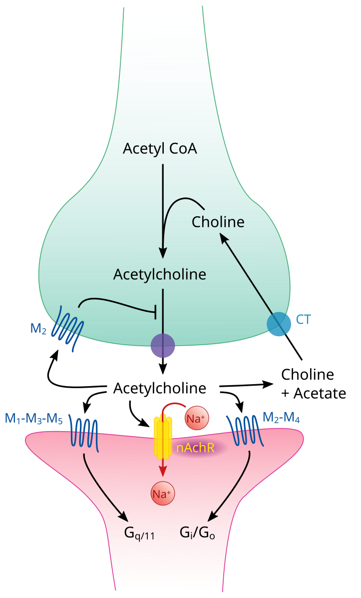 acetylcholine