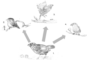 Adaptive radiation