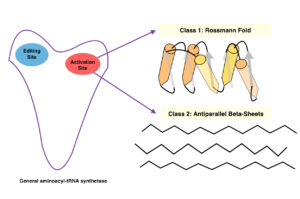 Aminoacyl-tRNA synthetases (aaRSs)