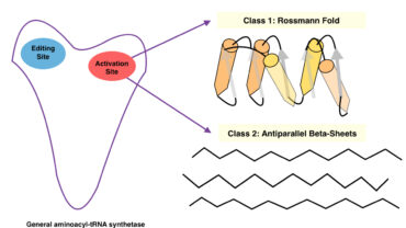 Aminoacyl-tRNA synthetases (aaRSs)