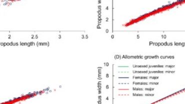 Allometric growth