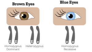 allele