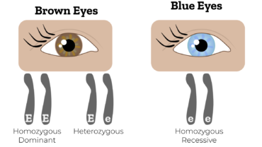 allele