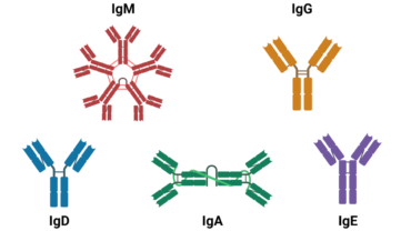 IgD or immunoglobulin D is a specialized immuno­globulin, but its function is currently unknown. It is found in small amounts in the serum