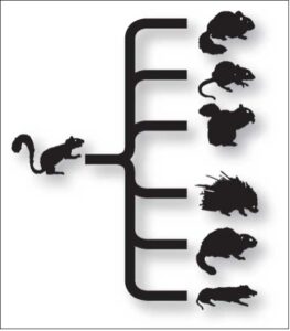 Adaptive radiation