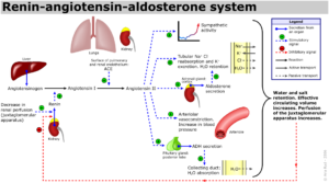 aldosterone