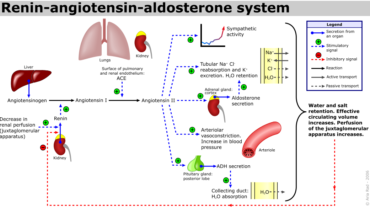 aldosterone