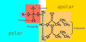 Amphipathic molecule