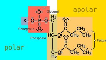 Amphipathic molecule